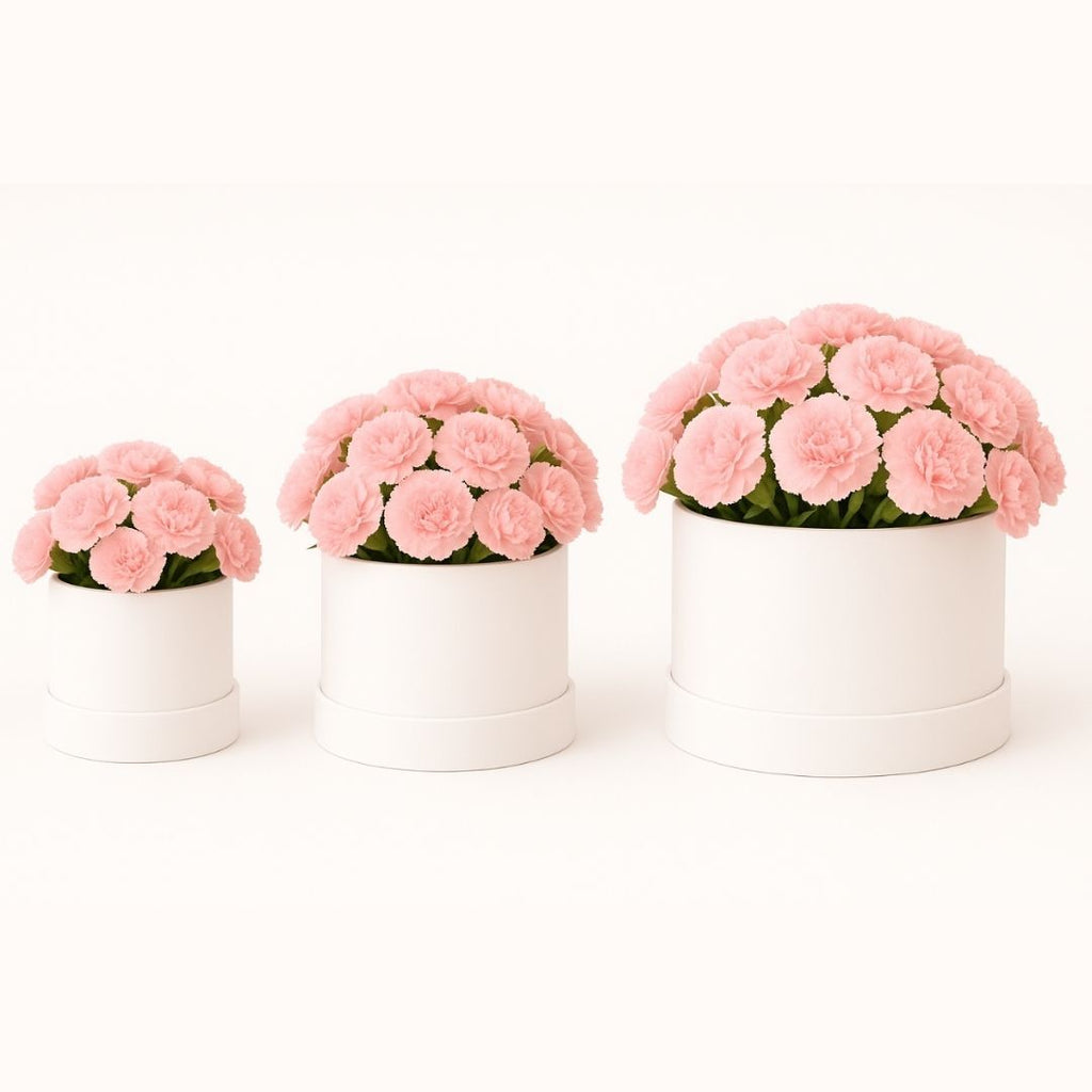 Blush Carnation Dream