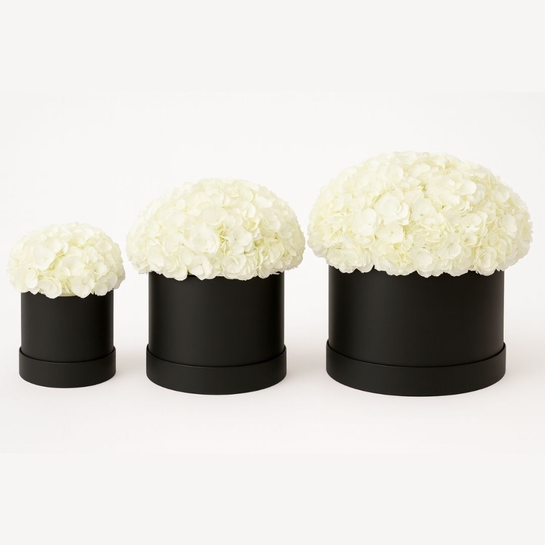 Snow Cloud Hydrangeas