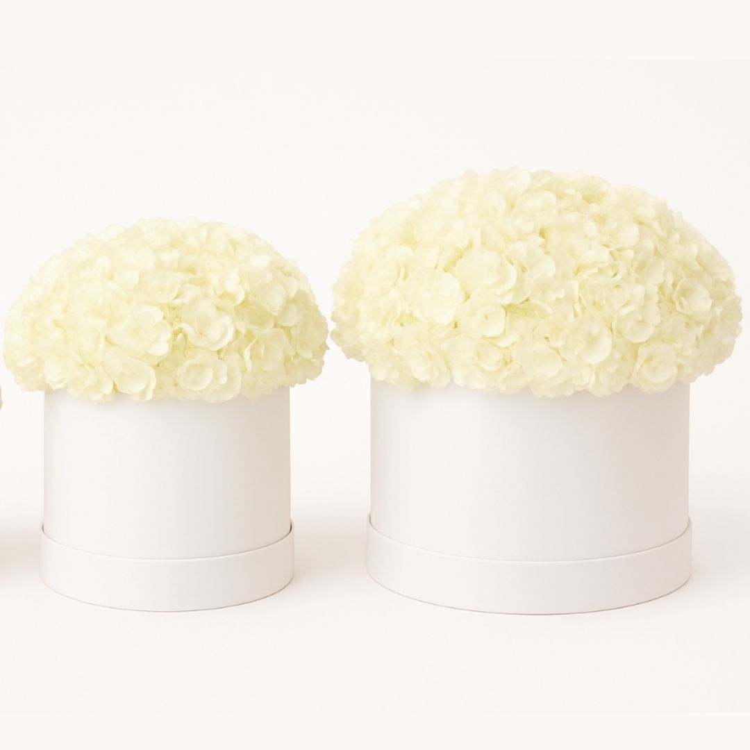 Snow Cloud Hydrangeas