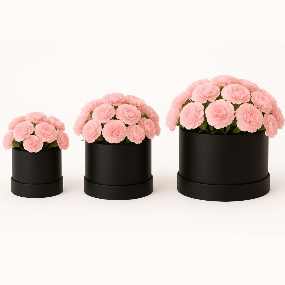 Blush Carnation Dream