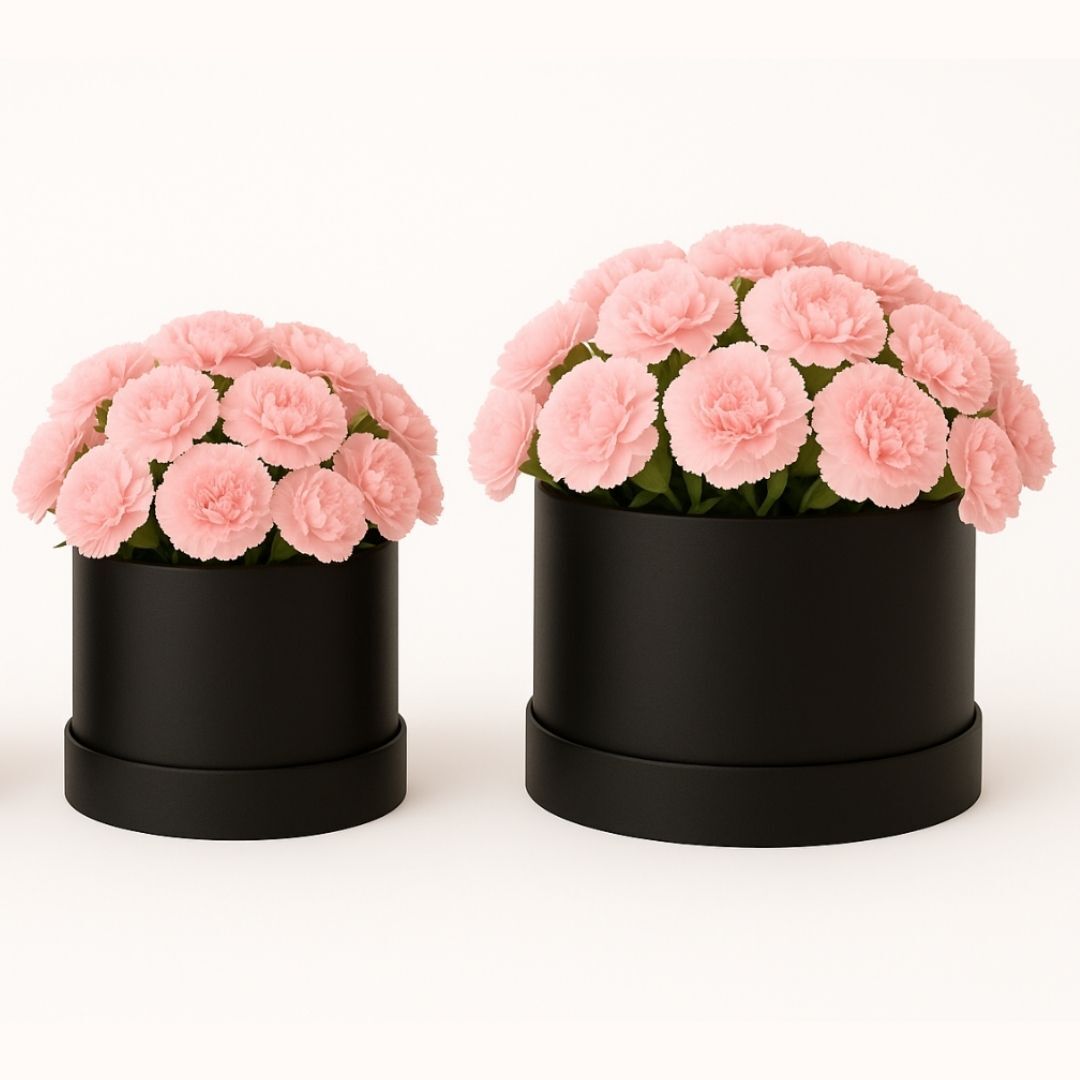 Blush Carnation Dream