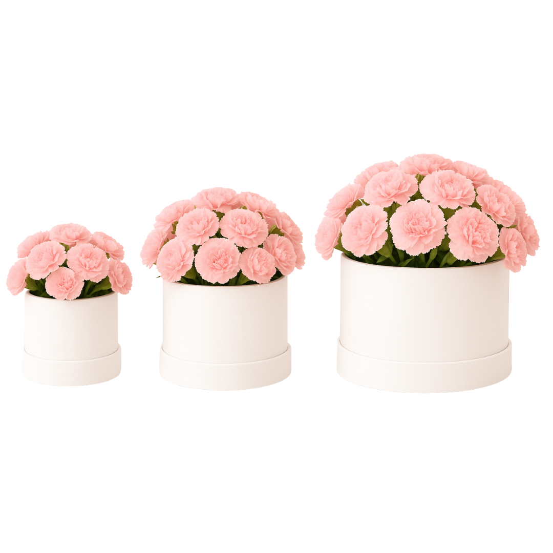 Blush Carnation Dream