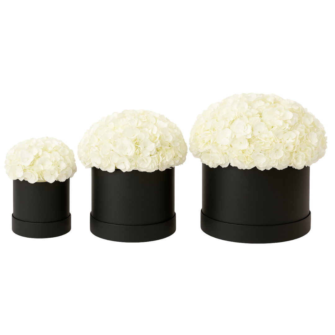 Snow Cloud Hydrangeas