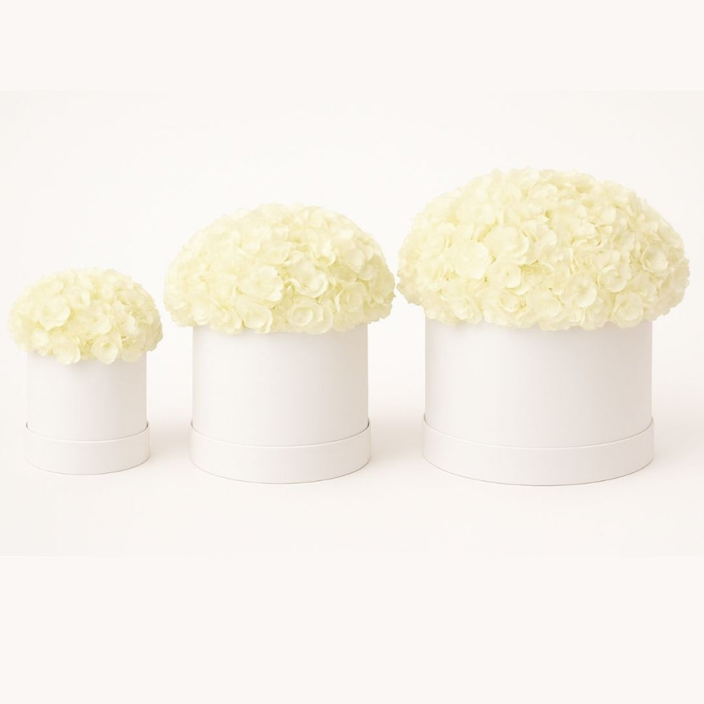 Snow Cloud Hydrangeas