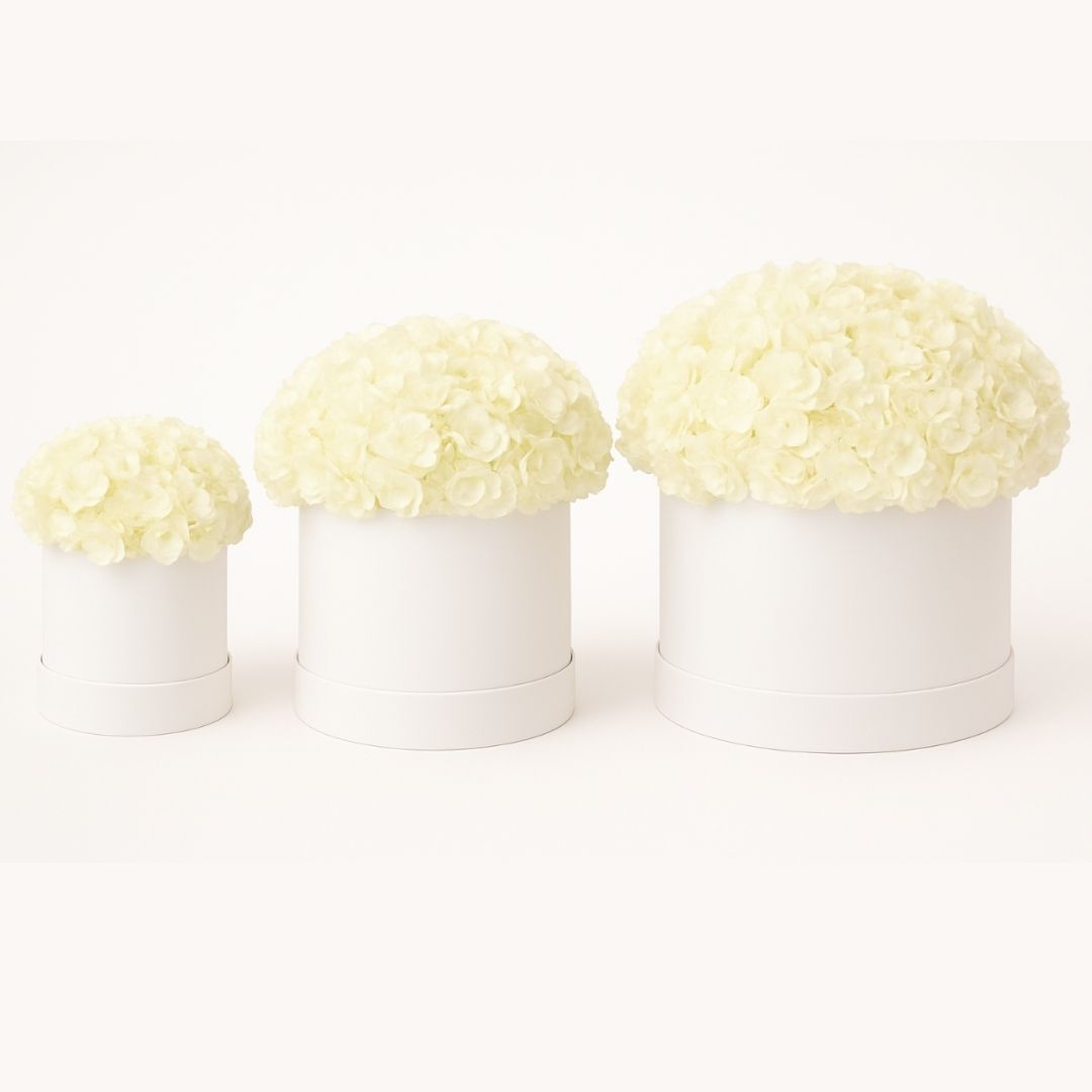 Snow Cloud Hydrangeas