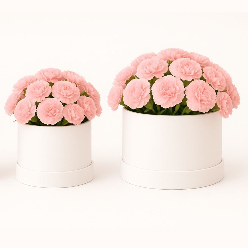 Blush Carnation Dream