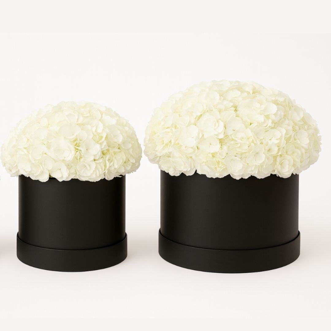 Snow Cloud Hydrangeas