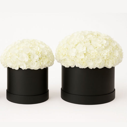 Snow Cloud Hydrangeas